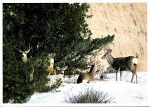 South Dakota Badlands National Park Mule Deer