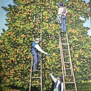 Florida FL POSTCARD Orange Grove Trees Pickers Sunny Harvest Vintage Linen