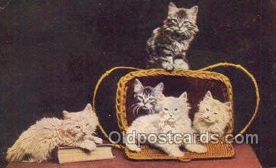 Cat Cats, Old Vintage Antique Postcard Post Card  