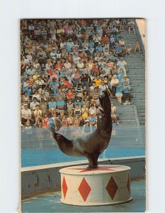 Postcard Sea Lion Show Marineland & Game Farm Niagara Falls Canada