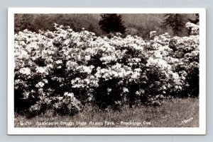 RPPC Brookings Azaleas Oregon State Azalea Park Sawyers Real Photo Postcard