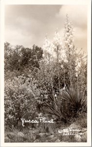 Yucca Plant R.L. Warren Del Rio Texas RPPC Postcard Z26