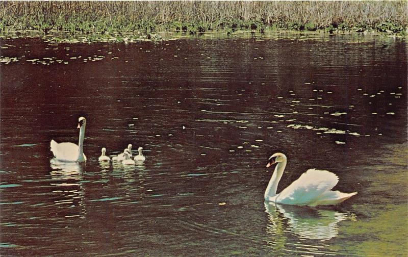 Tipton Michigan State University-Swans Swimming in Hidden Lake Gardens~1960s Pc