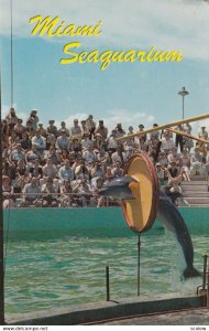 Miami , Florida , 1950-60s ; Dolphins , Seaquarium