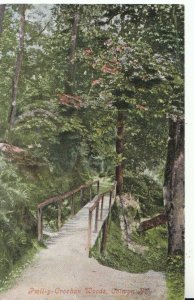 Wales Postcard - Pwll-y-Crochan Woods - Colwyn Bay - Denbighshire - Ref TZ4773