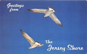 Graceful Gulls at the Jersey Shore New Jersey  