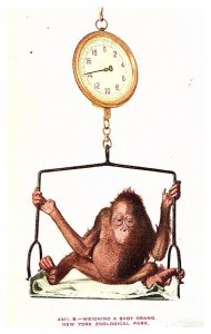 Orangutans, being weighed