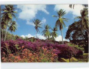 Postcard Bougainvillea Walk at Mt. Irvine Bay Hotel, Trinidad and Tobago