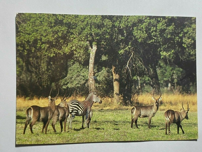 POSTED 1993 PICTURE POSTCARD - WATERBUCK & ZEBRA ZAMBIA (KK1934) 