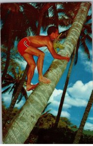 Coco Palm Climber Tree Amid Blue Skies Hawaii Postcard c1970