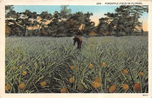 Pineapple Field in Florida  Pineapple FL