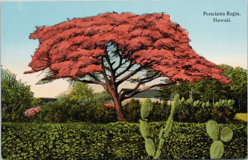 Ponciana Regia Hawaii HI Crimson Flowering Tree Unused Postcard G33