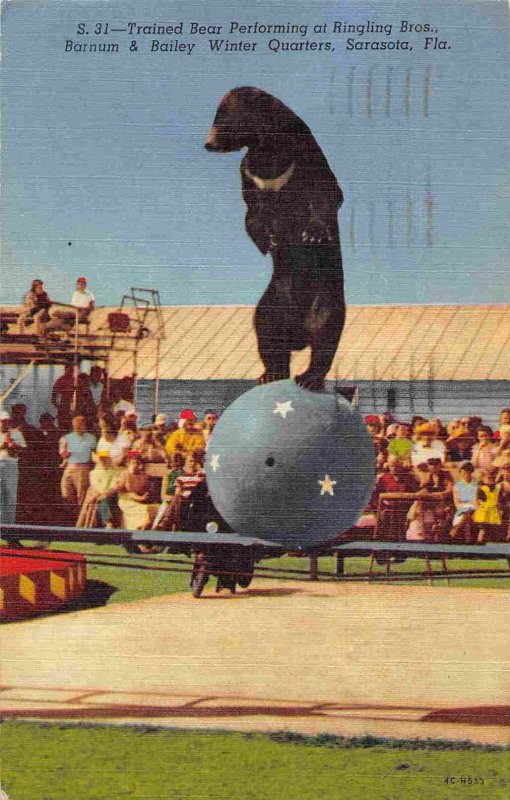 Performing Bear Barnum Bailey Circus Sarasota Florida 1958 linen postcard