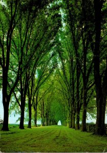 England Gloucester Hidcote Bartrim Hidcote Manor Gardens The Huntington Elm A...