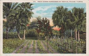 Florida Tropical Floiage Truck Garden Surrounded By Tropical Floiage