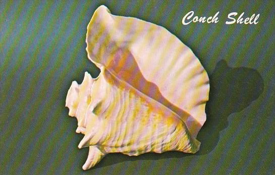 Pink Conch or Queen Conch