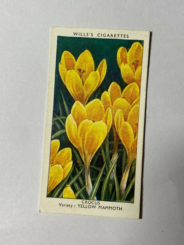 CIGARETTE CARD - WILLS GARDEN FLOWERS #15 CROCUS YELLOW MAMMOTH   (UU322) 