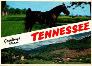 Greetings From Tennessee With Tennessee Walking Horse and Fertile Valley