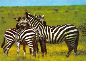 BG14182 zebras zebrra pose for a photograph kenya
