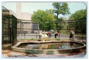 c1960's Seneca Park Zoo Polar Bear Scene Rochester New York NY Unposted Postcard