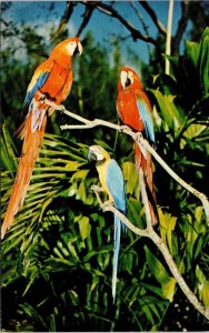 Florida Macaws Parrot Jungle Postcard VTG UNP Vintage Unused Dukane Hollywood FL 