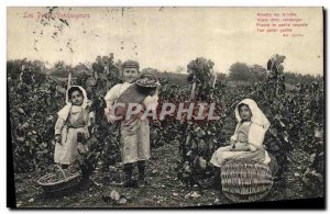Old Postcard Wine Harvest Small Children pickers TOP