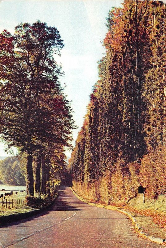 uk44377 beech hedge meikleour perthshire scotland uk