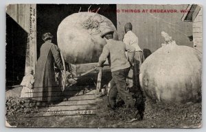 Endeavor Wisconsin Exaggerated Onion Harvest To Schmitz In Oshkosh Postcard A34