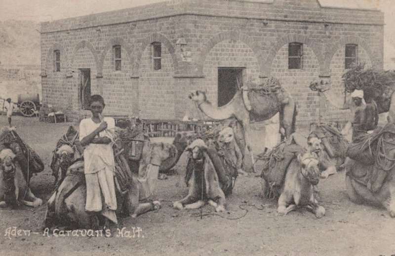 Aden A Caravan's Malt Antique Postcard