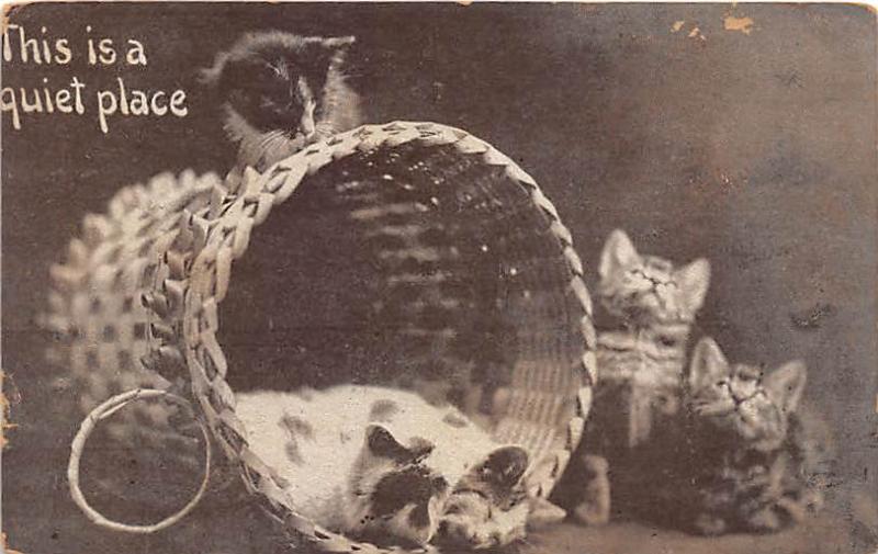 This is a quiet Place Cat 1912 