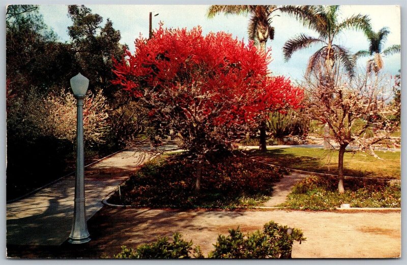 Vtg Anaheim California CA City Park 1950s Scenic View Unused Postcard