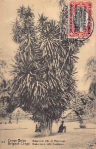 Belgian Congo Dragon tree near Mopolenge vintage postcard B984