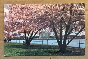 VINT UNUSED POSTCARD - JEFFERSON MEMORIAL THROUGH CHERRY TREES, WASHINGTON, D.C.