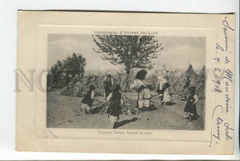 439444 WAR GREECE Macedonia Serbs beating corn Vintage postcard