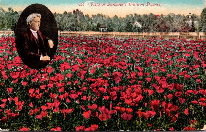 California Field Of Burbank's Crimson Poppies