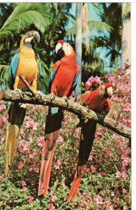 US    PC2905  MACAWS FLORIDA'S SUNKEN GARDENS, FL