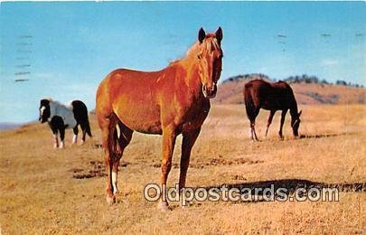 Horses in the Pasture 1957 light postal marking on front