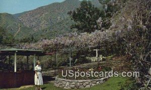 Wisteria Vine - Sierra Madre, California CA  