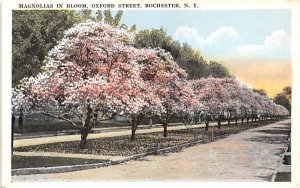 Magnolias in Bloom Rochester, New York