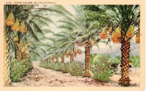 PC6776 DATE PALMS IN CALIFORNIA