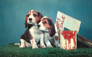 Pups Dog For Sale Greetings From East Union Indiana Nycechrome Vintage Postcard