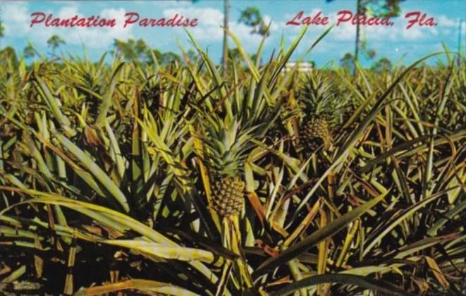 Pineapple Plantation Lake Placid Florida