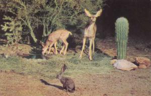 Wild Deer (Mule Deer?) and Jackrabbit and Cactus