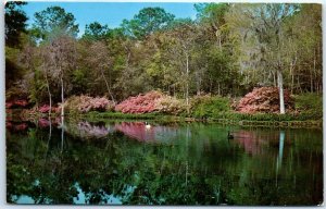 Azaleas reflected in Mirror Lake, at Bellingrath Gardens - Mobile, Alabama