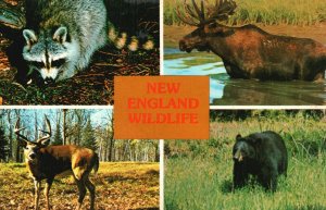 Vintage Postcard New England Wildlife Raccoon Moose Dear Bear
