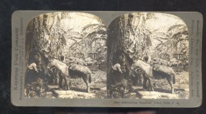 REAL PHOTO COSTA RICA CENTRAL AMERICA HARVESTING BANANAS STEREOVIEW CARD