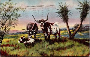 Vtg Pioneers of the West Longhorn Cattle Dude Larsen 1940s Linen Postcard