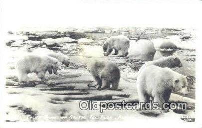 Artic Ics Floe, Alaska Bear  Unused 