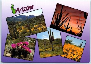 Postcard Springtime Arizona Desert Flowers USA North America