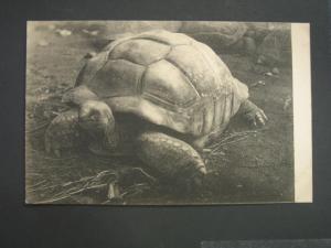 GIANT TORTOISE c1910 Postcard - NICE CLOSE-UP IMAGE